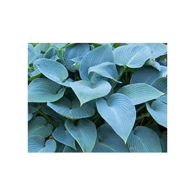 Funkia Hosta „Bulletproof”